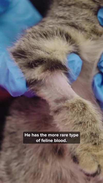 Dog blood saves kitten’s life
