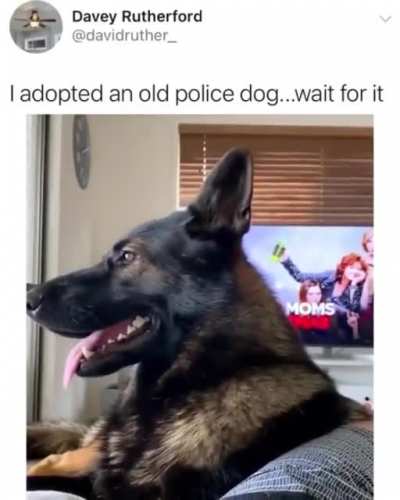 this police dog
