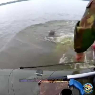 WCGW trying to hit a fish