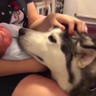 This pupper being incredibly gentle with the new human
