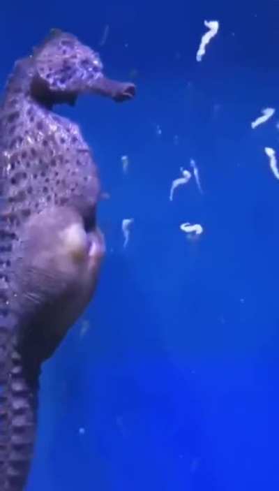 ? A seahorse giving birth