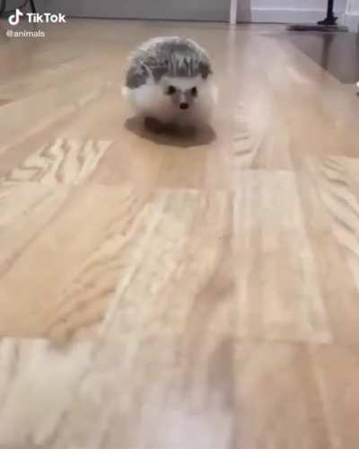 He do be waddling tho ?