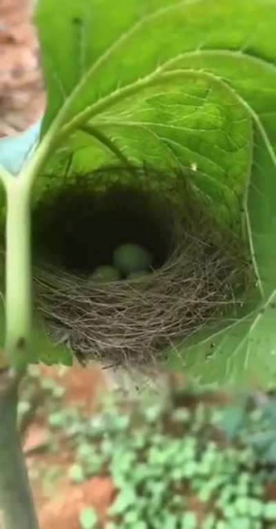 Bird's nest in a leaf ?