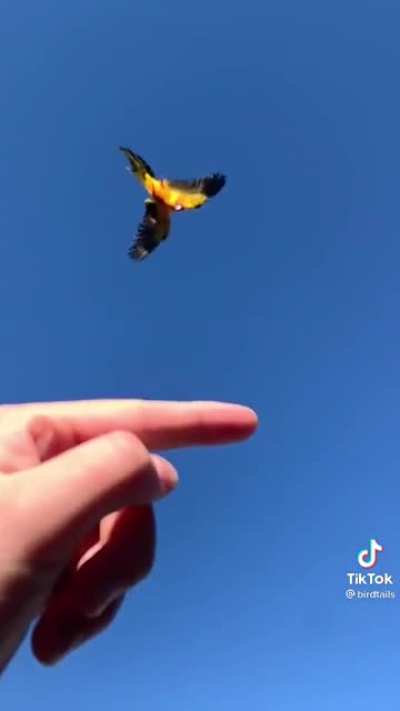 Bird playing fetch with itself