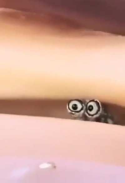 ? The eyes of a conch