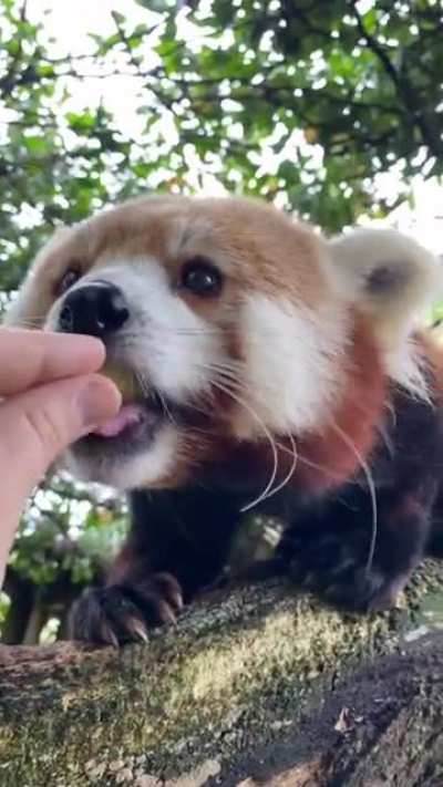 What is the name of this animal? "(OC)"