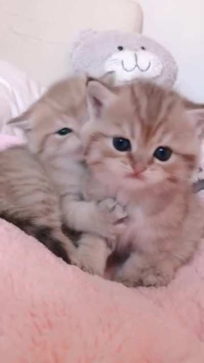 Sweet Babies! ?