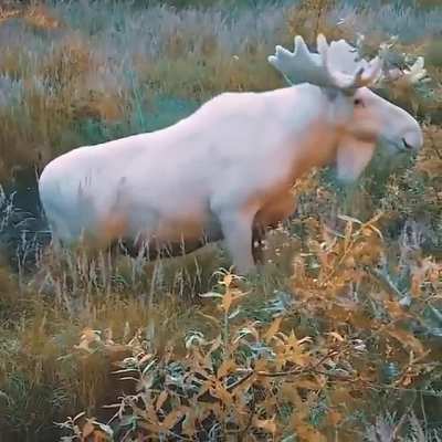 ? an albino moose
