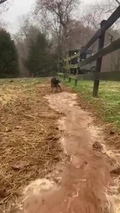 This is one of The Most Incredible Things | the Dog is digging a path for the water.