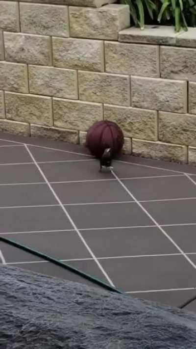 ? A bird playing with a basketball