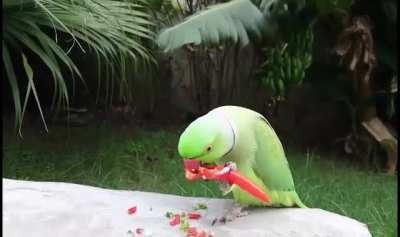 ? Parrot eating Chili pepper. They don't experience the heat