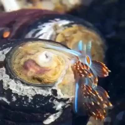 ? Exquisite Nudibranch ?