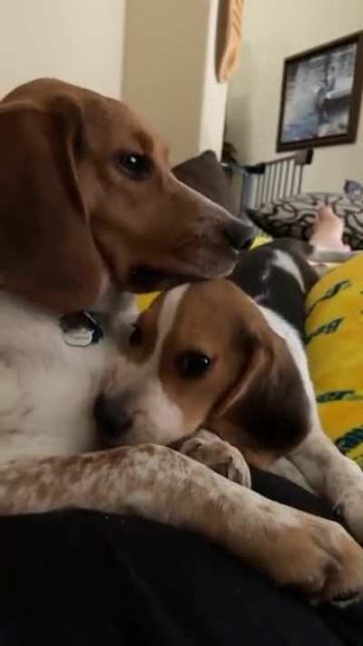 My beagles loving on each other ??