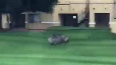 ? Javelina running through the streets of Tucson Arizona ?