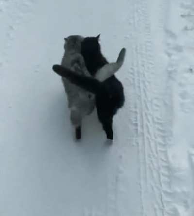 The black cat is blind, they never leave each other ?