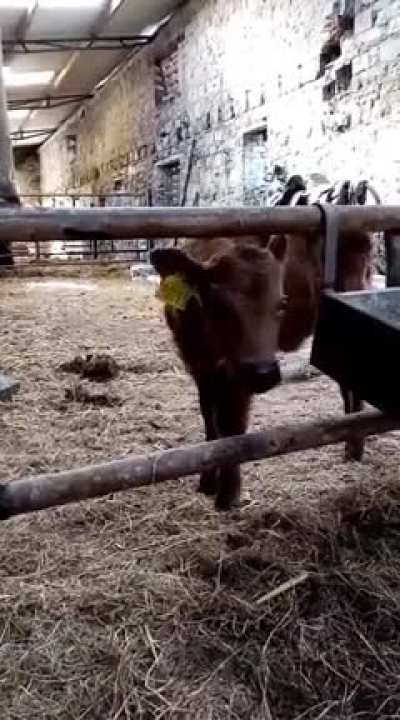 Looks like we’ll need to calf-proof this gate…
