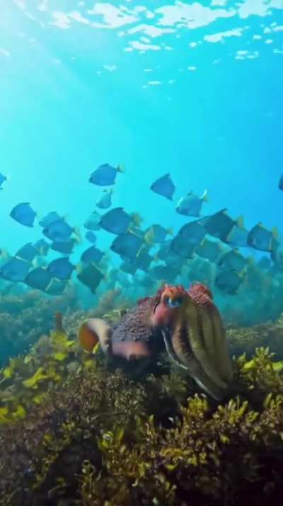 ?the Giant Cuttlefish, largest species in the world