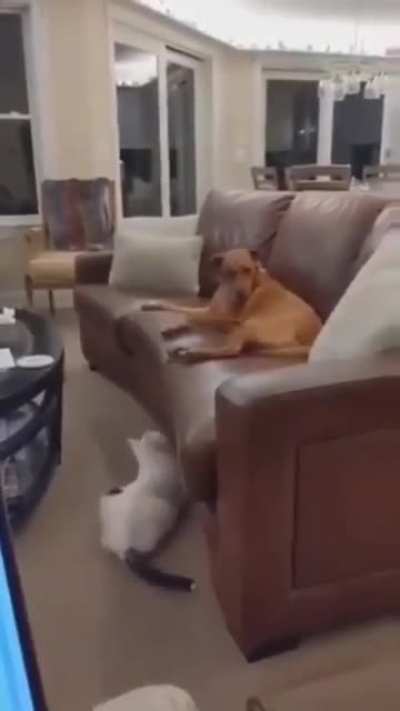 cats have a sense of humor too ?