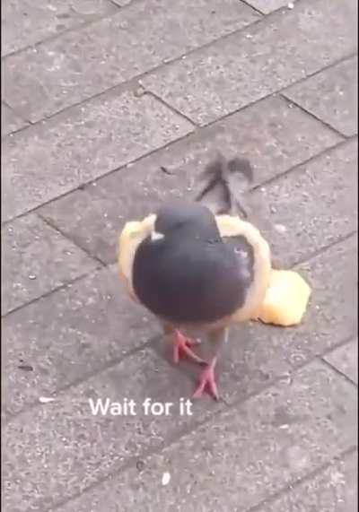 Pigeons are wonderful