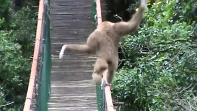 Look what I can do