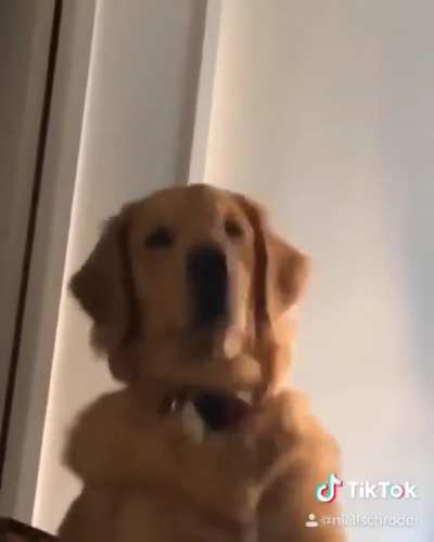 This dog goes hard