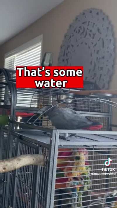 This is Gizmo