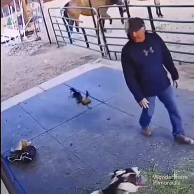 to attack a human
