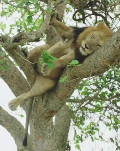 ? Don’t fall out of the tree lion king. A big male lion sneezing (and nearly losing his footing) in a tree in Ishasha, Queen Elizabeth National Park, Uganda.