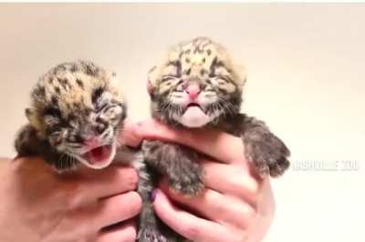 Baby leopard cubs can't stop complaining after being arrested