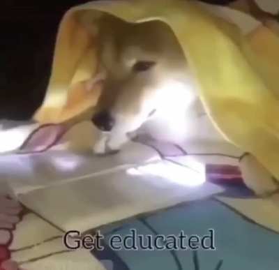 What the dog did.
