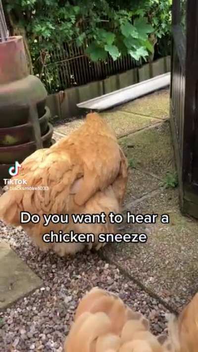Wanna hear a chicken sneeze?