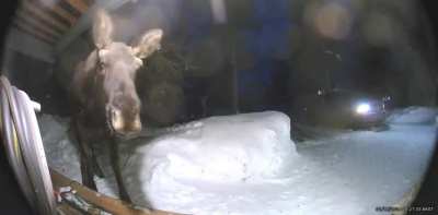 ? Moose and Alaska resident accidentally spook one another early in the morning