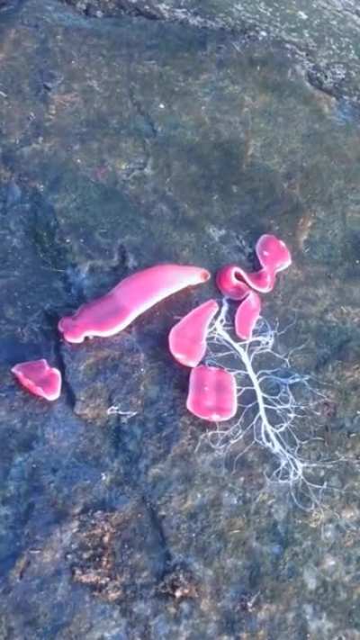 A ribbon worm spits out it's proboscis, uses to catch prey. it's held in a sac above their gut and it has neurotoxin that can actually paralyze or slow down it's prey