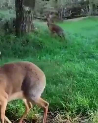 ? Unsolicited Dik-Dik just chilling and eating ?