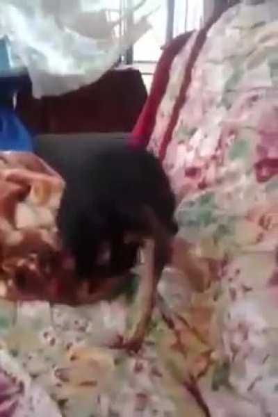 Cute Dog