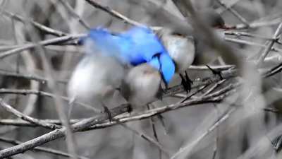An adorable family of splendid fairywrens ??