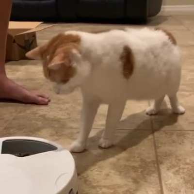 Cat is scared of their new feeder