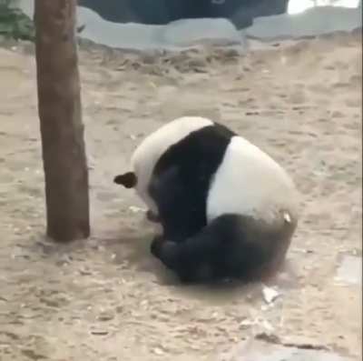 Roly Poly panda