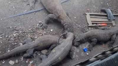? Komodo dragons eat a live monkey.