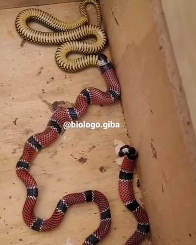 Snake throws up another snake