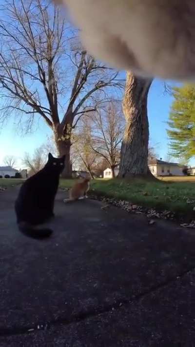 POV you're a cat.