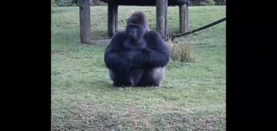 Gorilla using sign language to tell someone that he can't be fed