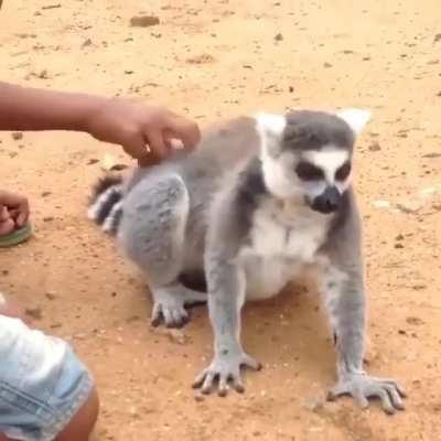 King Julian