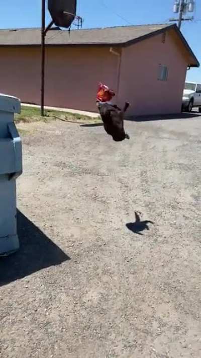 cat 0-1 trash can