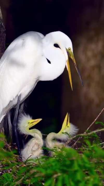 ? A baby Great Egret looking for attention by Deborah Sandidge