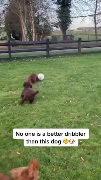 Get this dog a contract!