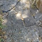 It was 46.6°C is Adelaide, South Australia yesterday. A mate of mine found this guy struggling with the heat in his backyard.