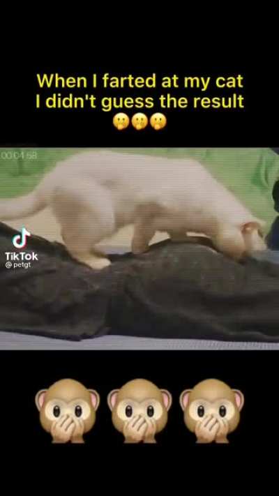 Lmao cat go ?????