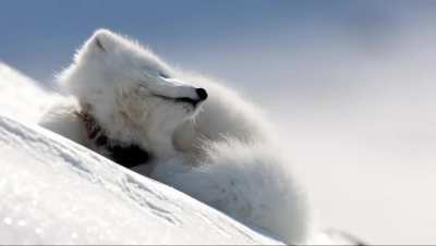 ?Sleepy Arctic fox with an itch [OC]