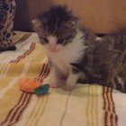 Just a tiny kitten with her tiny carrot